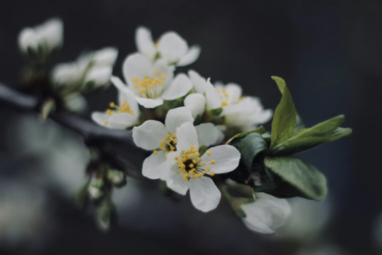 white flowers on nch, with buds, close up