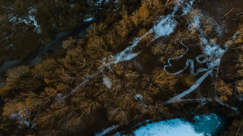 an aerial view of trees and the water