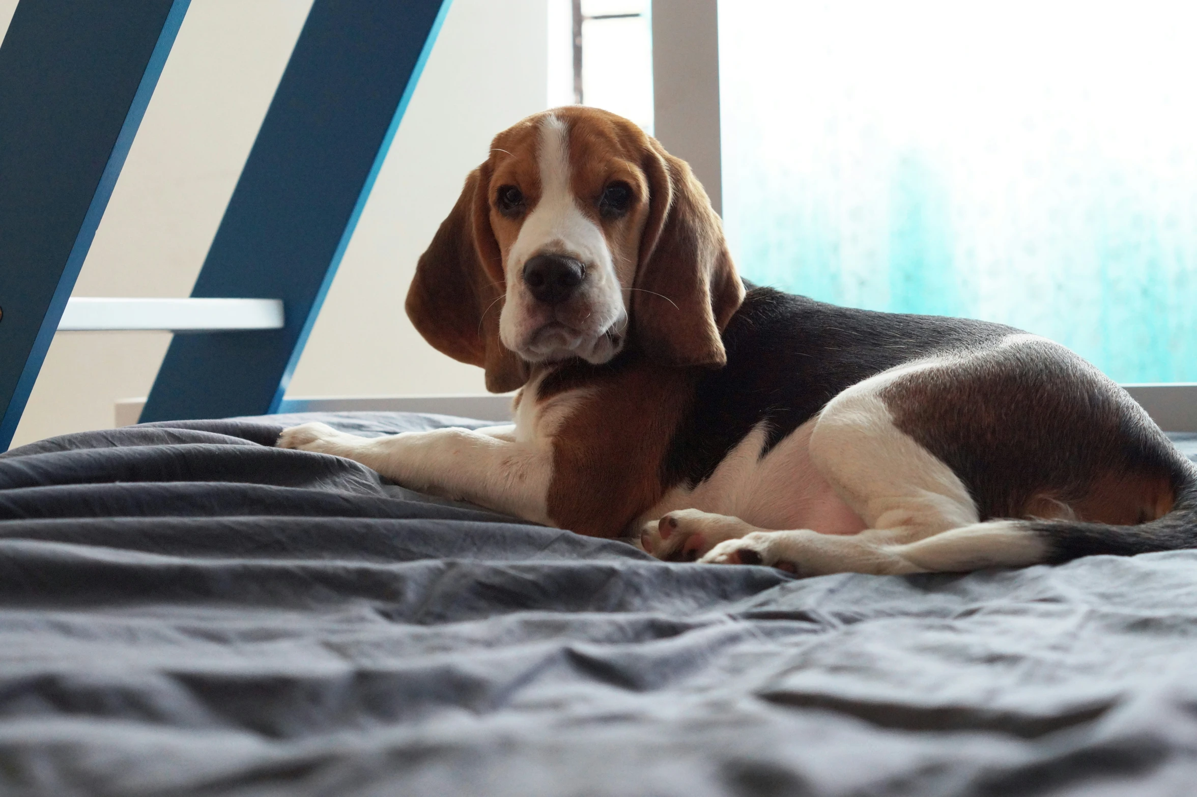 a dog laying on a bed near a window