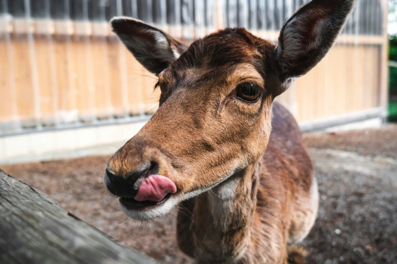 a close up of a deer sticking its tongue out