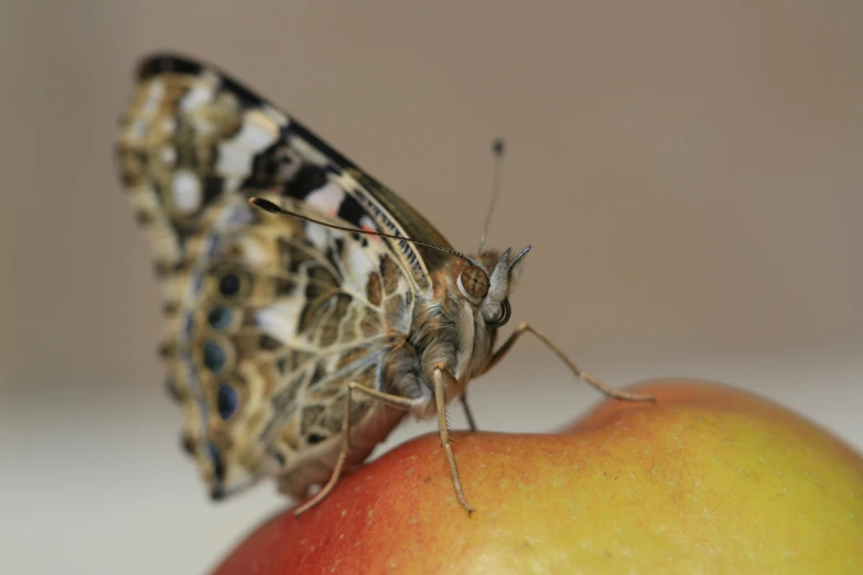 a large erfly standing on top of a bitten apple