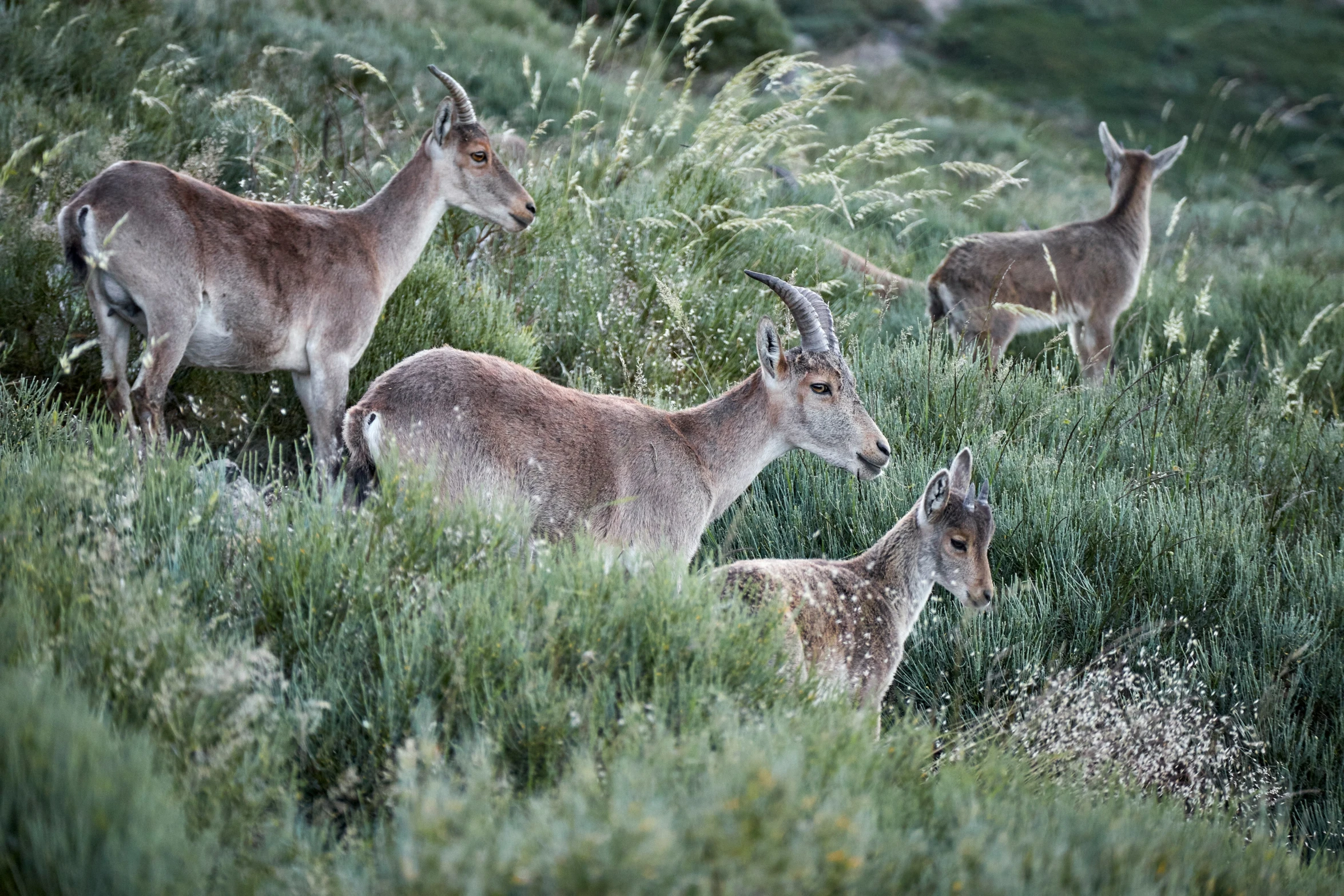 three deer in tall grass looking toward the camera