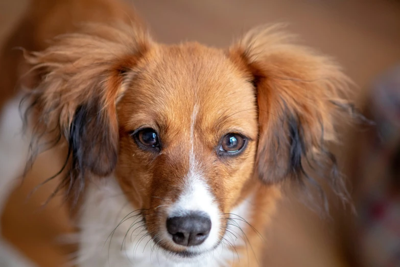 close up view of a tan dog with white face