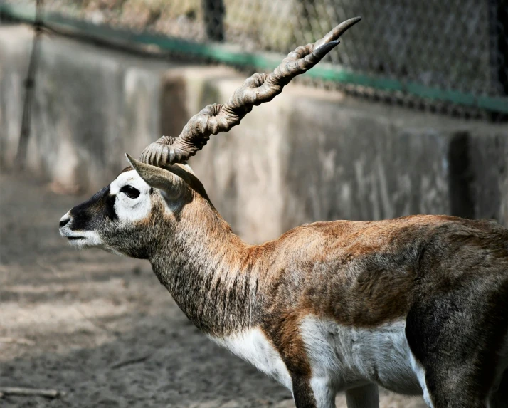 small goat with horns standing in a fenced enclosure