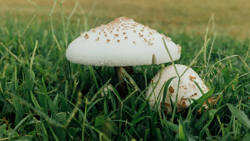 two mushrooms with white tops are sitting in the grass