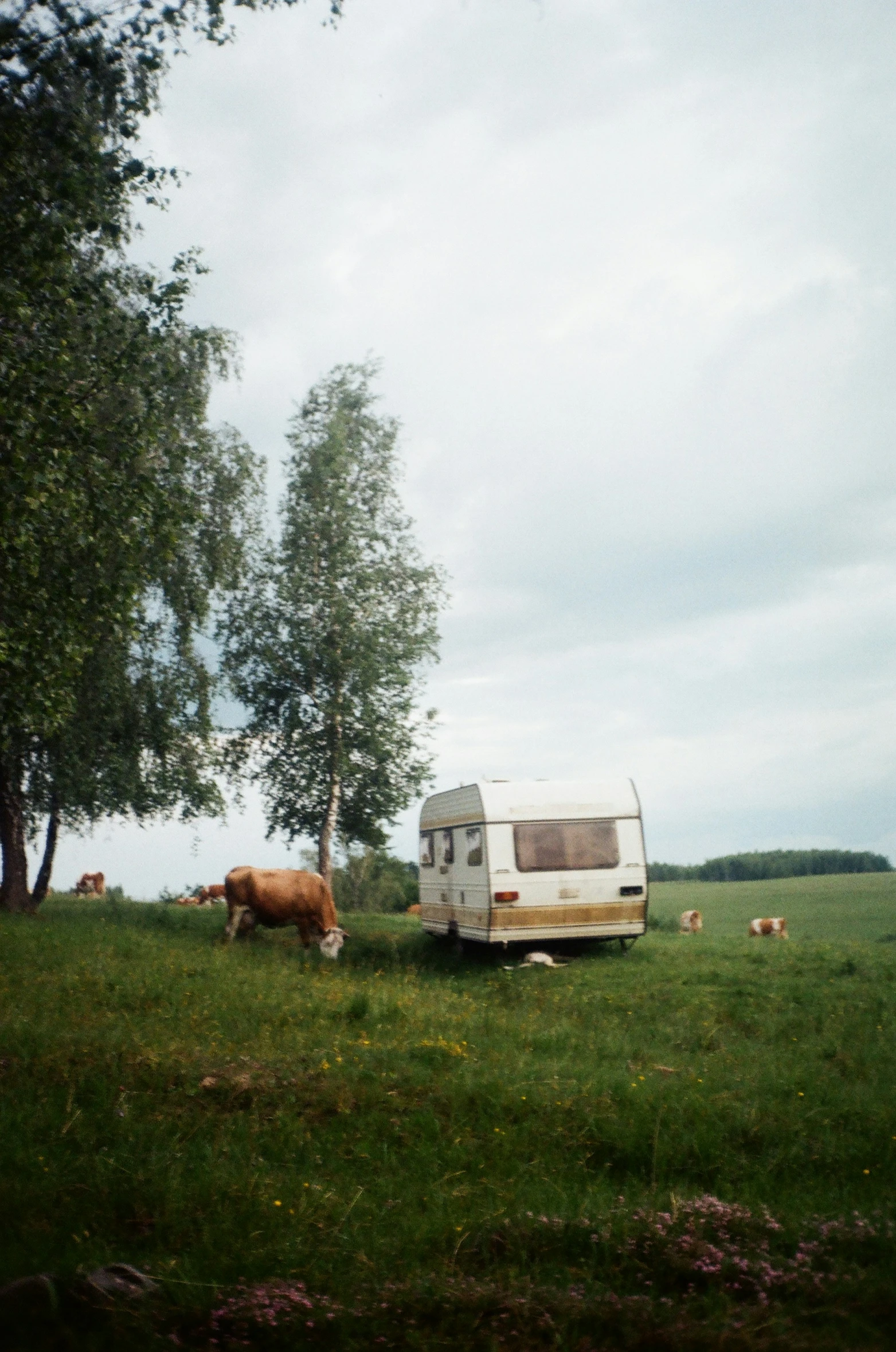 cows graze in the grass beside an old camper