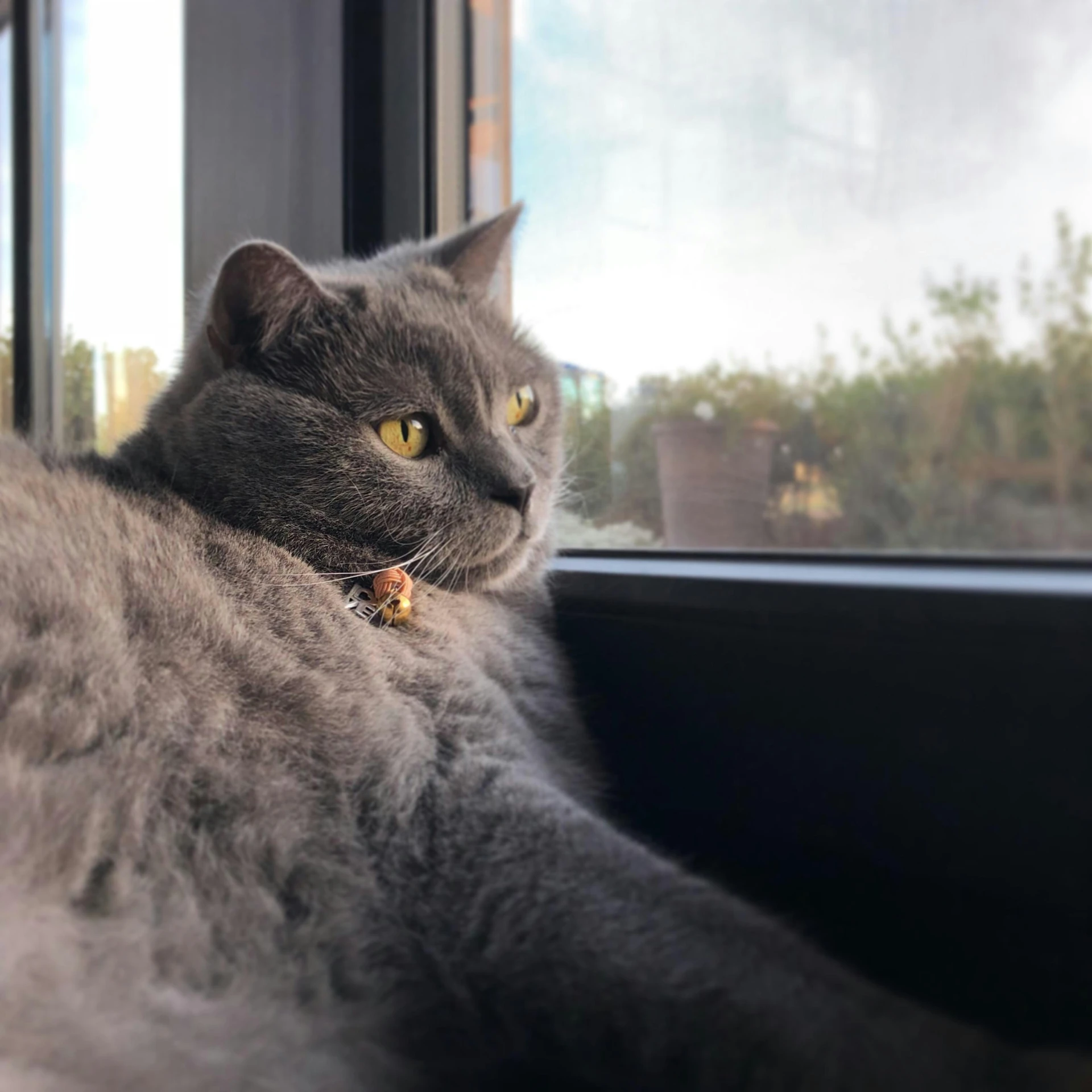 the grey cat is looking out the window