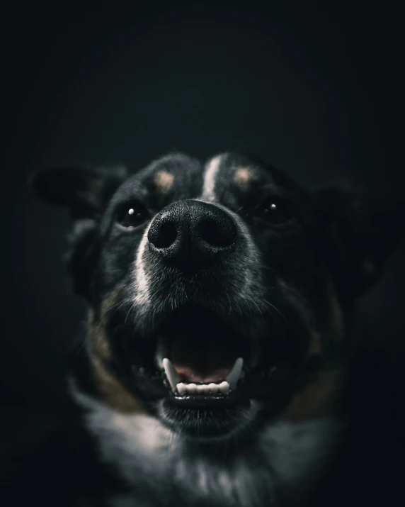 close - up of a smiling dog's mouth