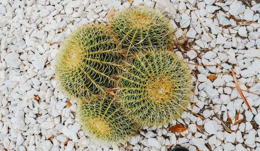 a yellow cactus sprouts near the ground