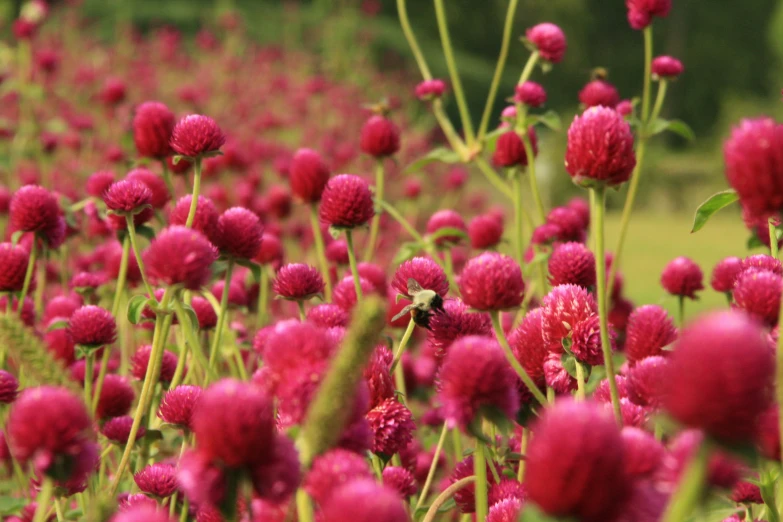 red flowers near each other with a field behind