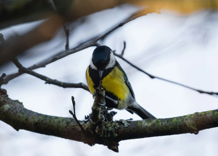 a bird perched on a nch of a tree