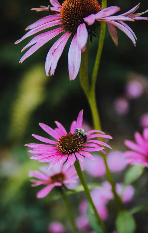 two pink flowers are near one another