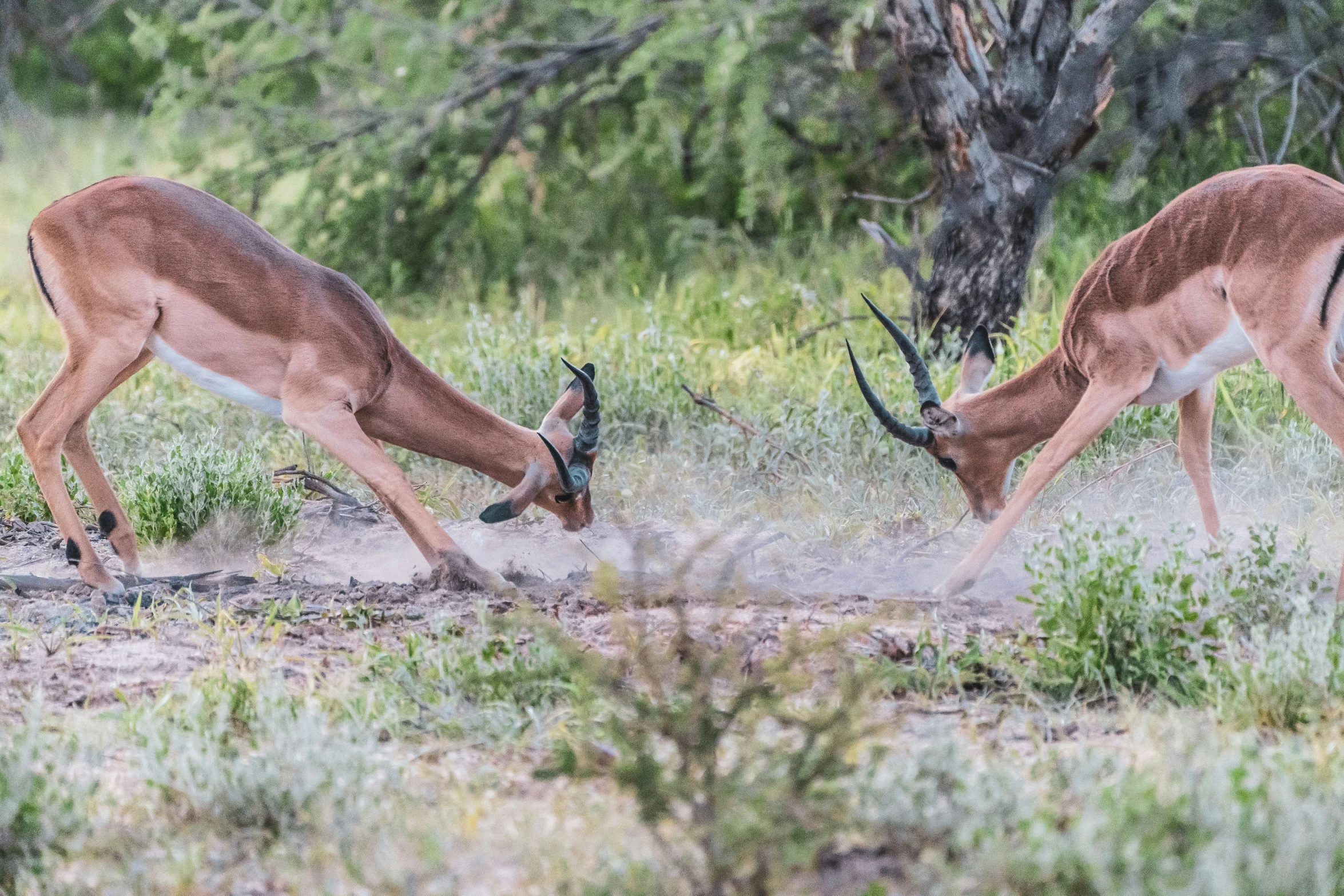 two implobamuse gazelles trying to eat grass in the wild