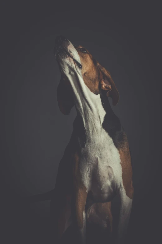 a dog sitting in the dark looking up