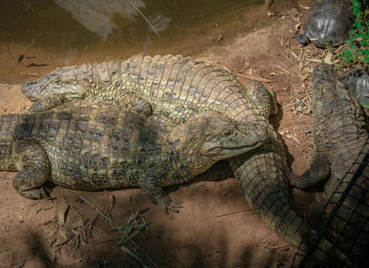 an alligator laying on the ground in the dirt