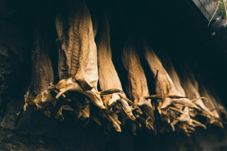 closeup of dry tobacco pods in an open air market