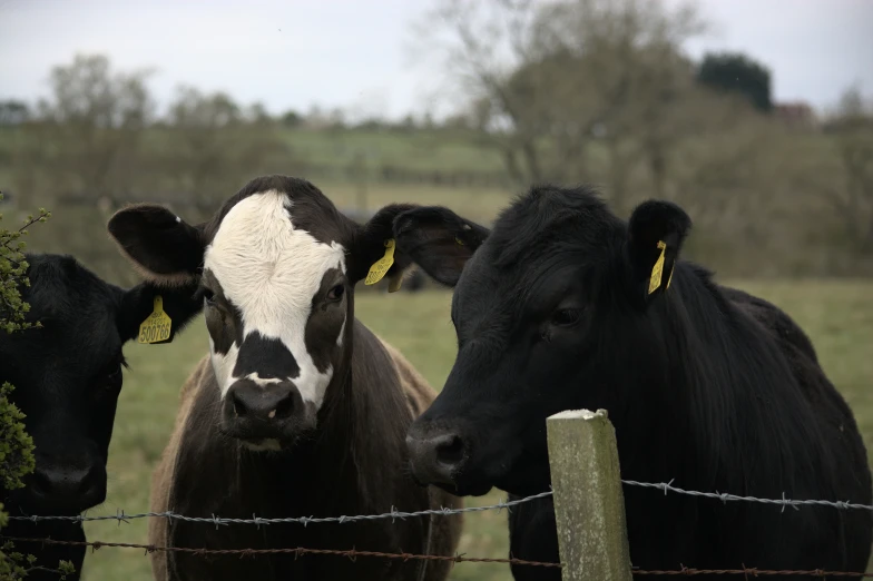 three cows in a fenced in field with grass and trees in background