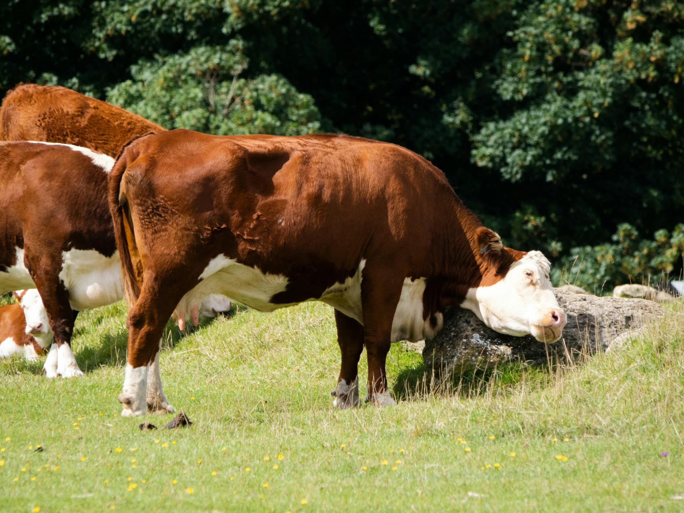 three cows grazing in the field together