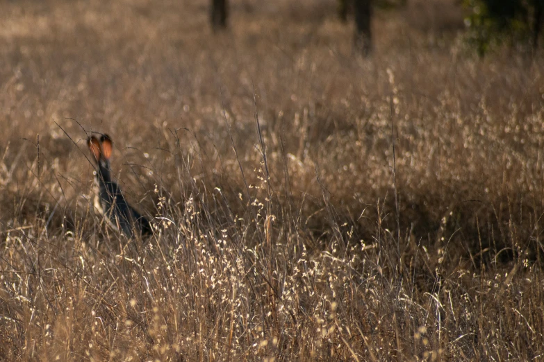 a tall, dry grass area with a bird standing on it's head