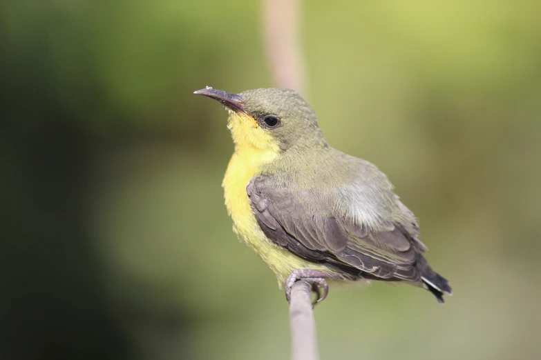 a bird is sitting on top of a plant