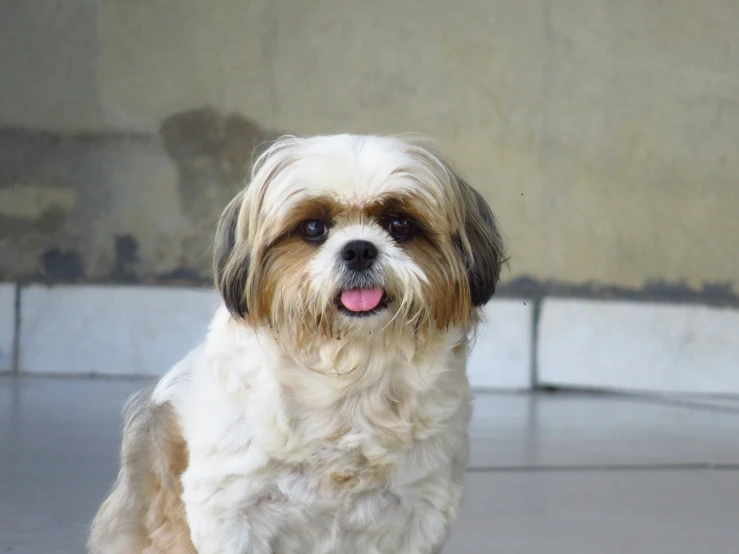 an image of a dog sitting down with its tongue hanging out