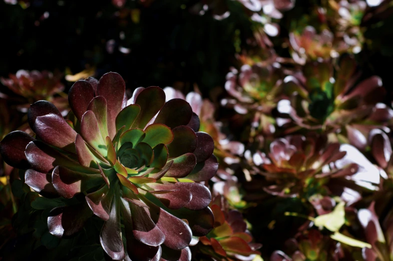 green and brown leaves of a plant on a sunny day