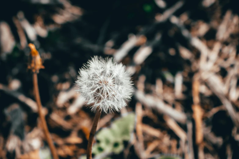 a couple of plants that are in the dirt