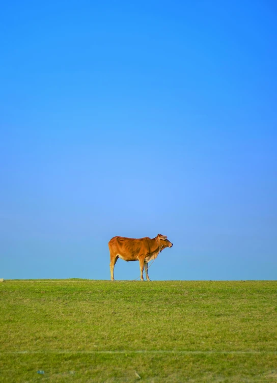 a single cow in the middle of a field