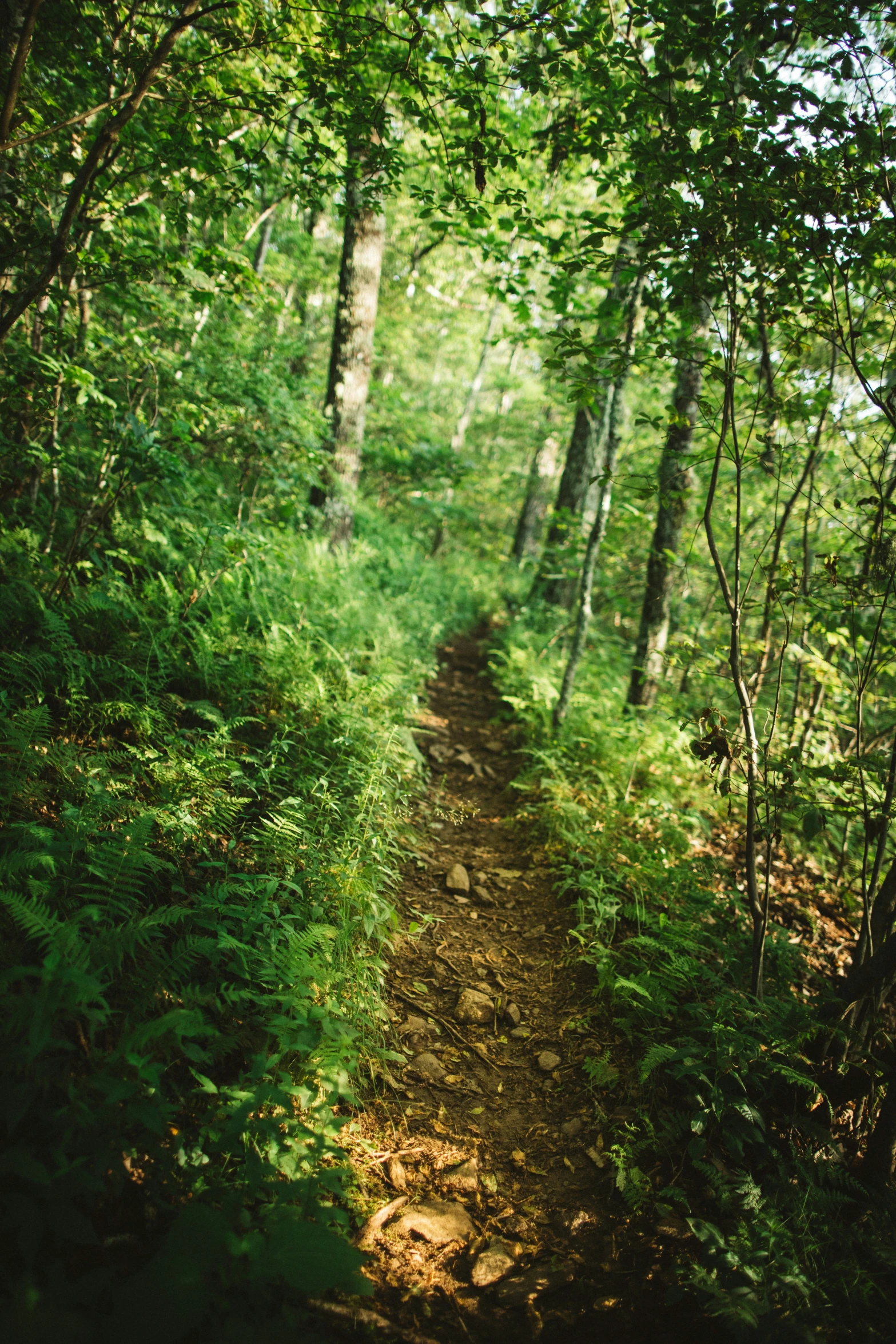 a pathway in a lush green forest with lots of leaves