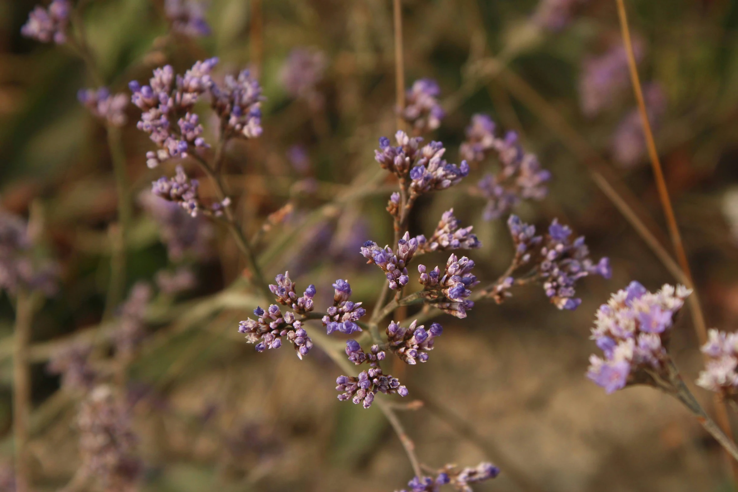 lavender flowers growing in a field near rocks