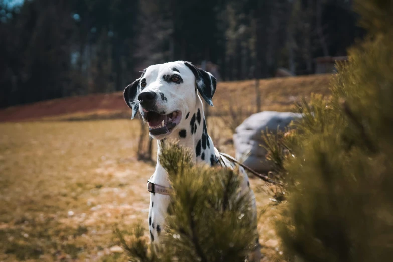 a dalmatian is standing on some brown grass