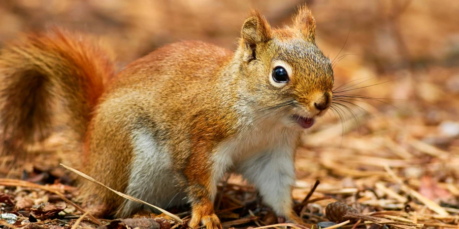 a squirrel with an interesting look on its face