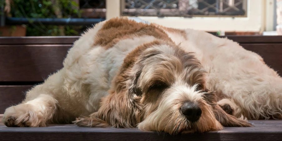 a brown and white dog sleeping on a park bench