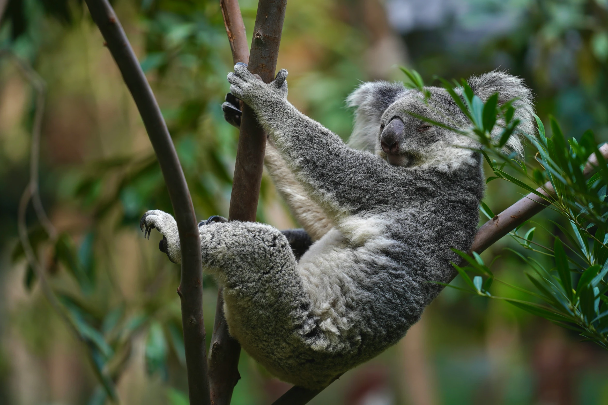 a fuzzy koala is hanging from a tree nch