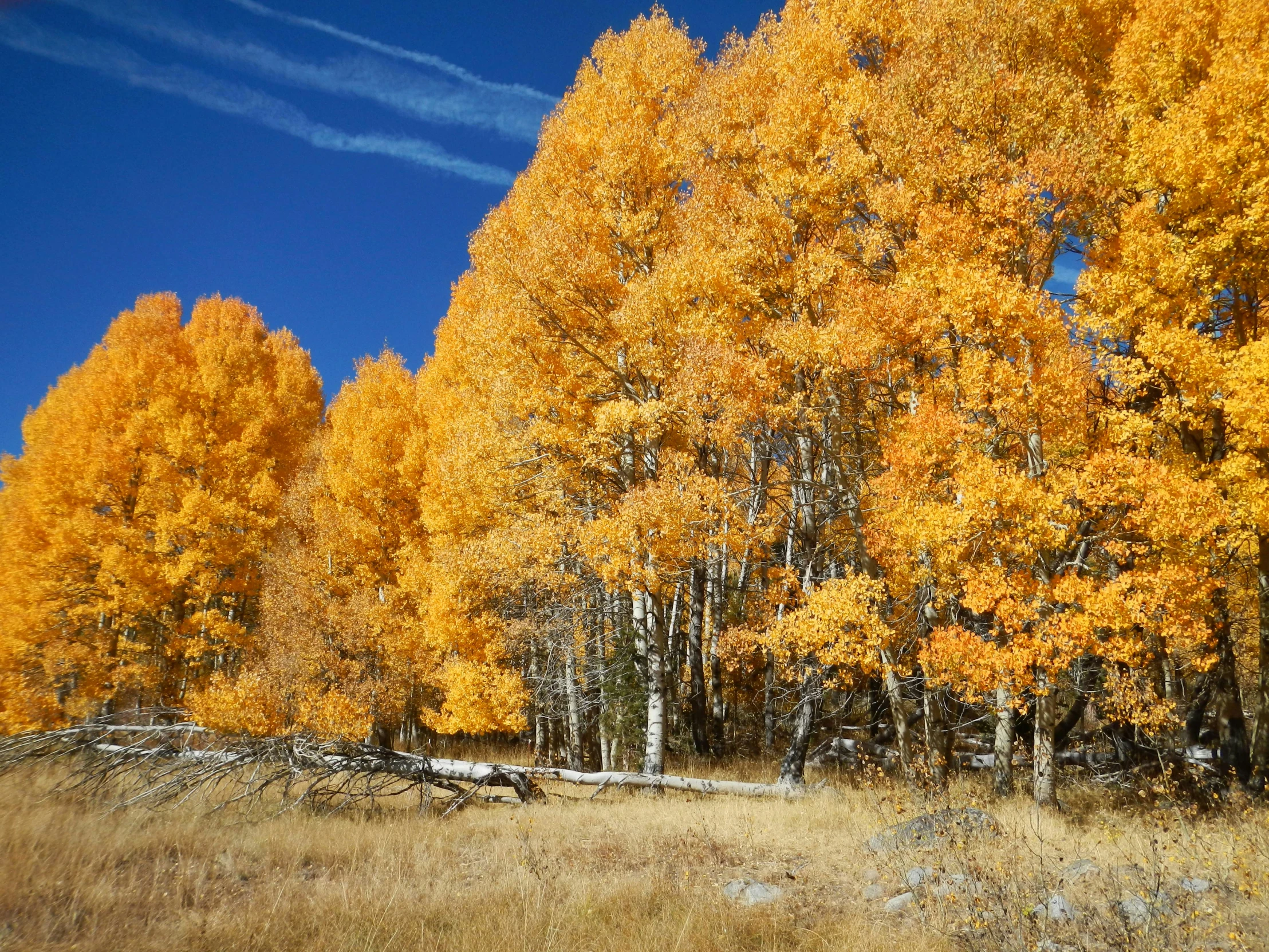 there are many trees with yellow leaves in the field