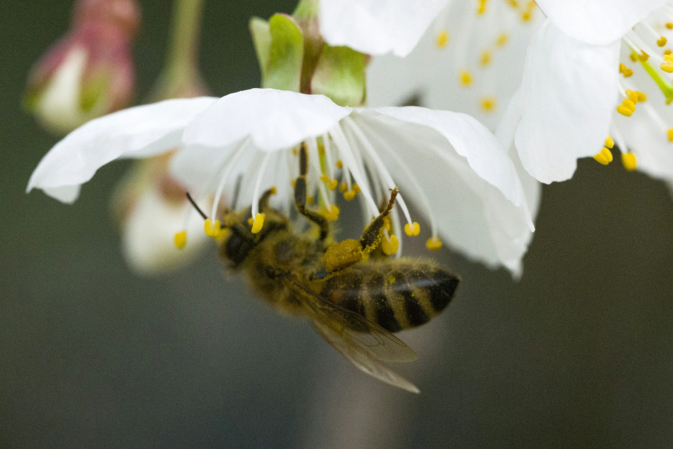 a bee hovers near white flowers on a tree