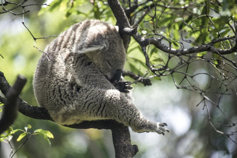 an animal that is laying down on top of a nch