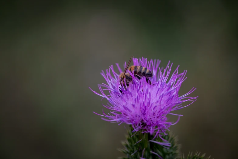 a bug on a purple flower with blurry background