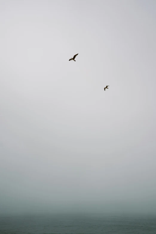 two birds flying over the ocean on a foggy day