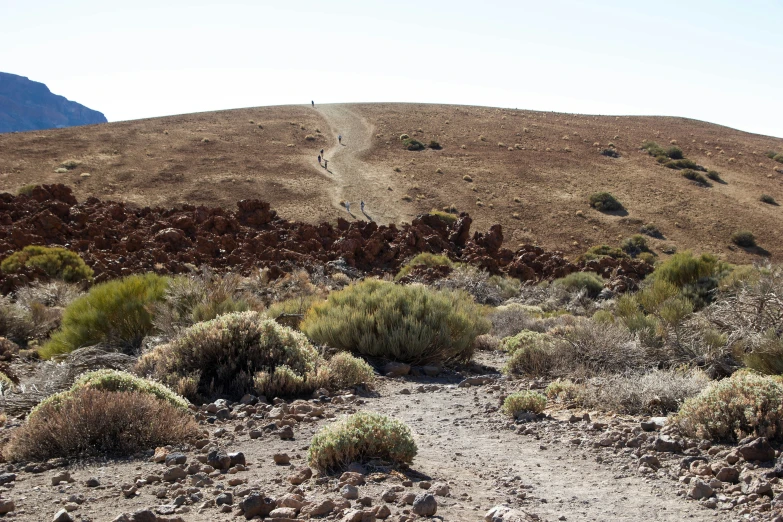 dirt road leading towards grassy plants and bushes on a hillside