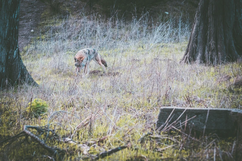 a man is standing in the grass near some trees