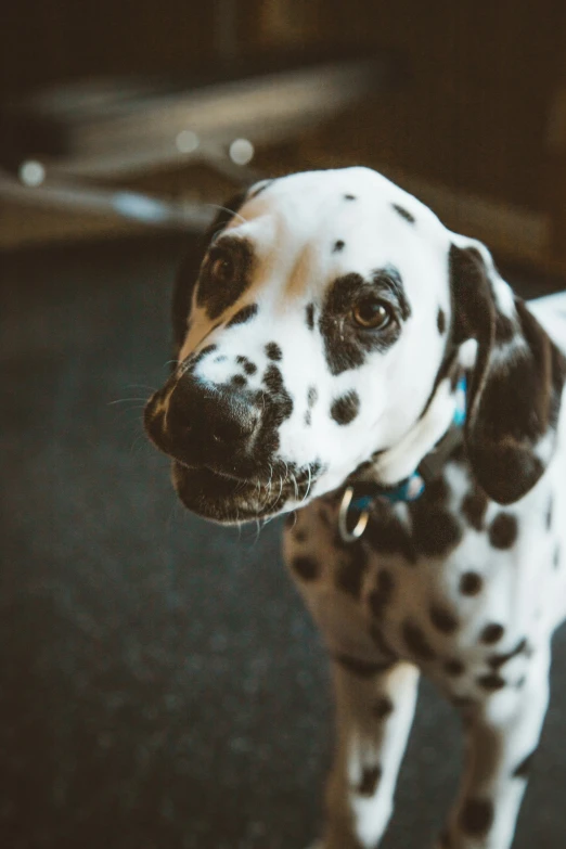 a black and white dalmatian dog standing in a dark room