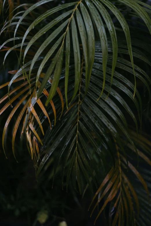 closeup of tropical plants with very large leaves