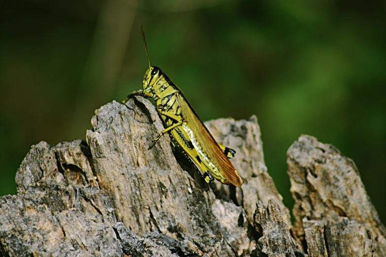 a yellow grasshopper rests on a piece of tree