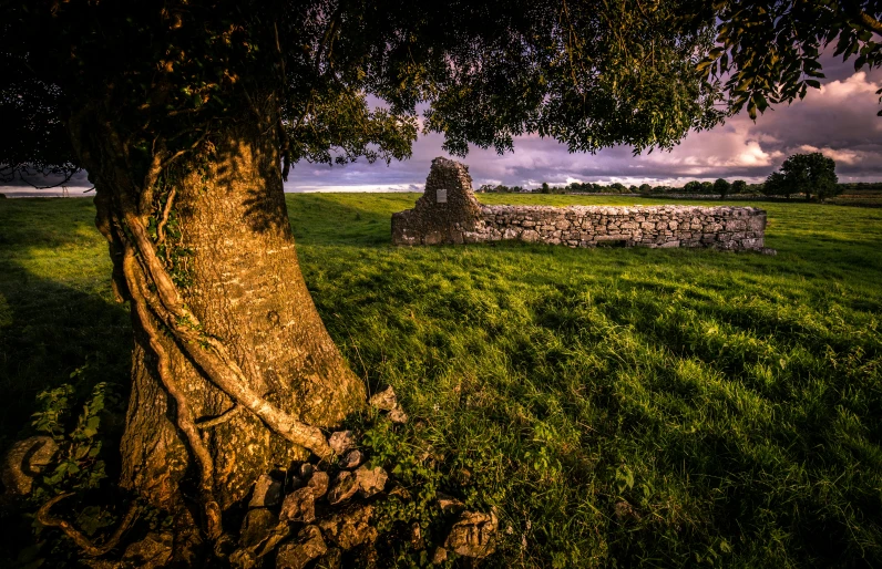 a tree on the edge of a lush green field