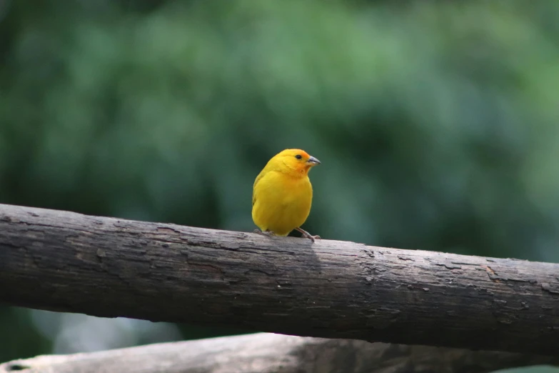 a small yellow bird perched on a nch