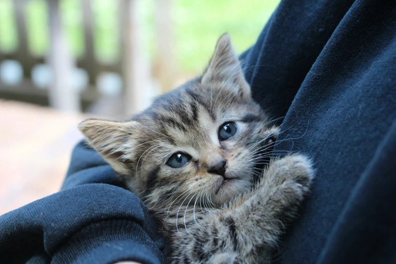 a kitten is holding it's baby in someones arms