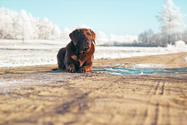 brown dog laying down in a snow covered road