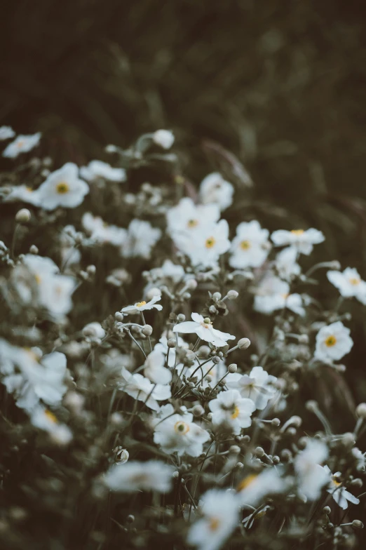 white flowers are in a dark field with other white flowers