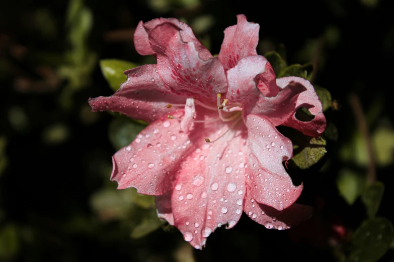 pink flower with drops of water on its petals